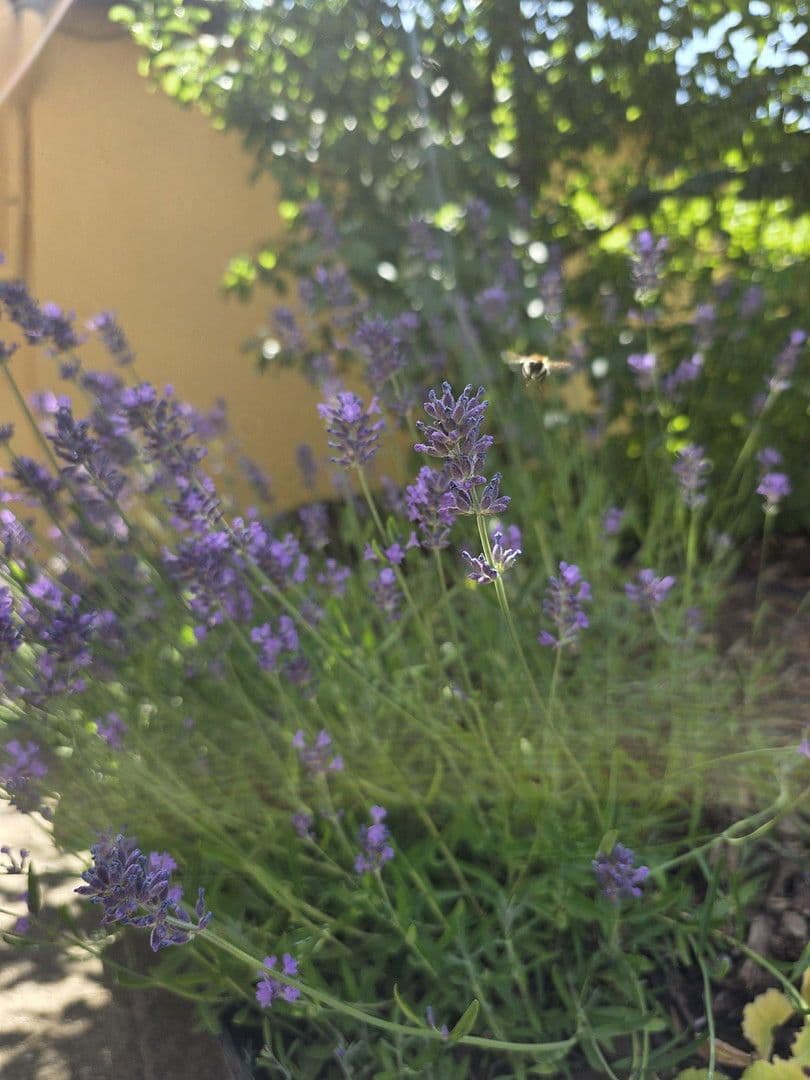 Prodej domu 118 m², pozemek 380 m², Hottenbach, Porýní-Falc Prodej domu 118 m², pozemek 380 m², Hottenbach, Porýní-Falc