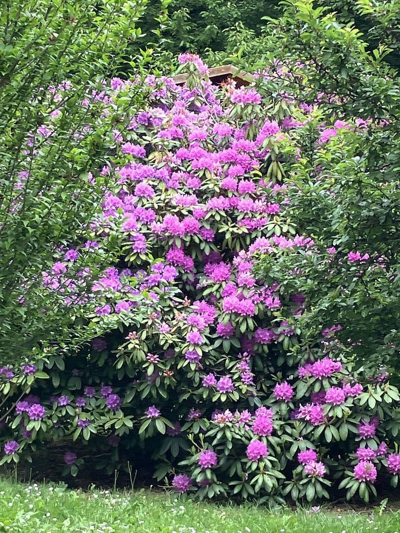 Prodej domu 50 m², pozemek 1.000 m², Lockenhaus, Hradsko Prodej domu 50 m², pozemek 1.000 m², Lockenhaus, Hradsko