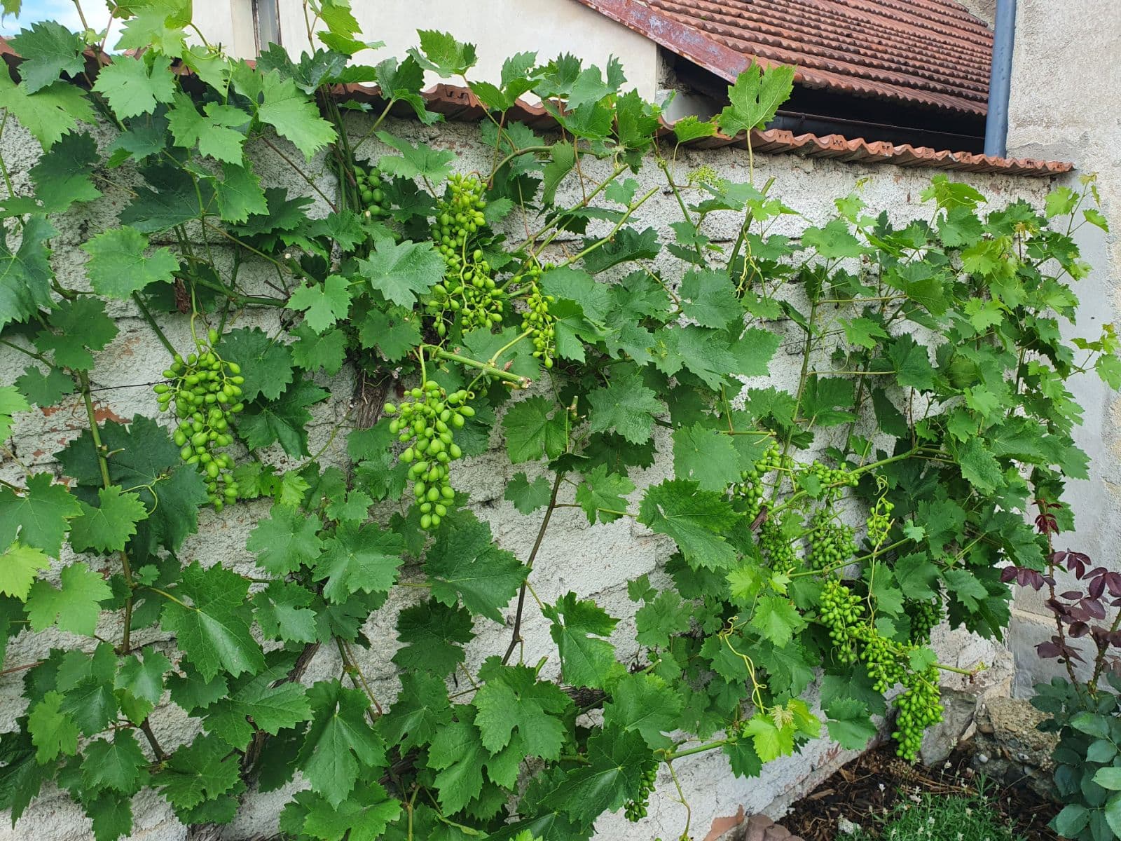 Prodej domu 98 m², pozemek 250 m², 23910, Páleč, Středočeský kraj Prodej domu 98 m², pozemek 250 m², 23910, Páleč, Středočeský kraj