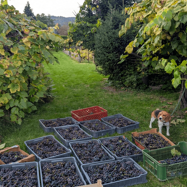 Prodej pozemku 655 m², Březová, Děčín, Ústecký kraj Prodej pozemku 655 m², Březová, Děčín, Ústecký kraj