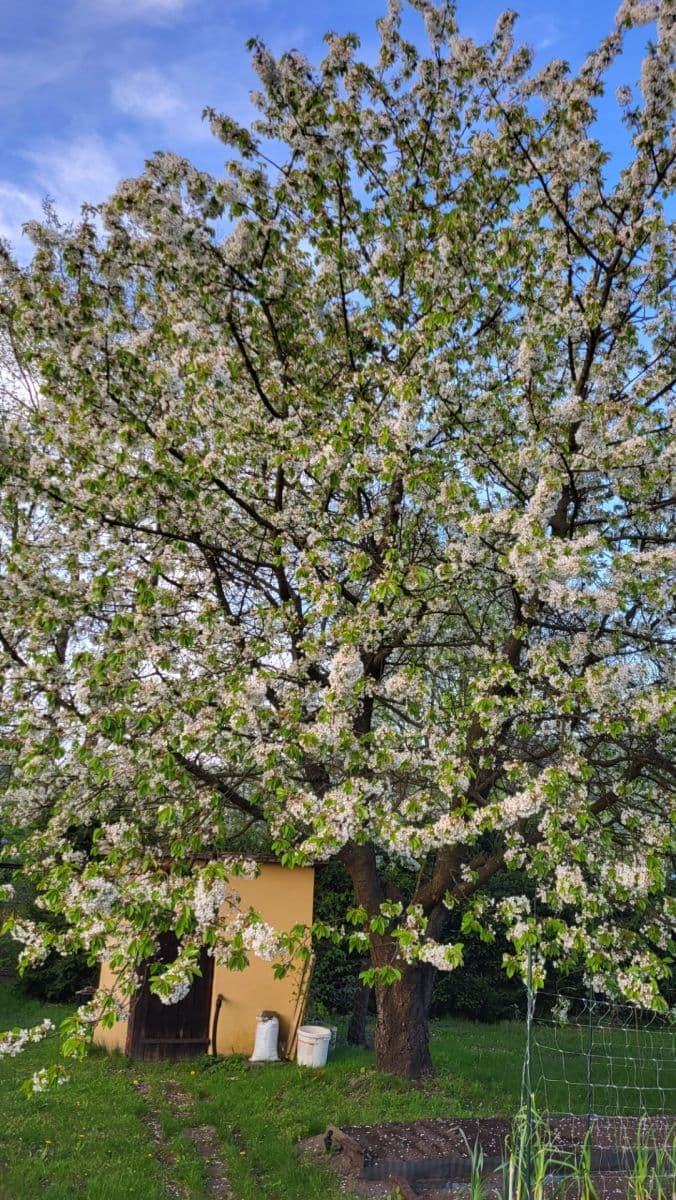 Prodej pozemku 655 m², Březová, Děčín, Ústecký kraj Prodej pozemku 655 m², Březová, Děčín, Ústecký kraj