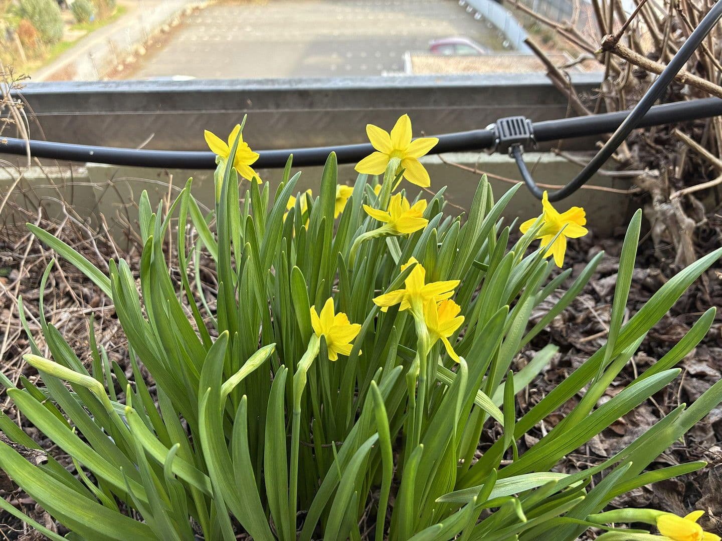 Pronájem bytu 220 m², Groß-Umstadt, Hessen Pronájem bytu 220 m², Groß-Umstadt, Hessen