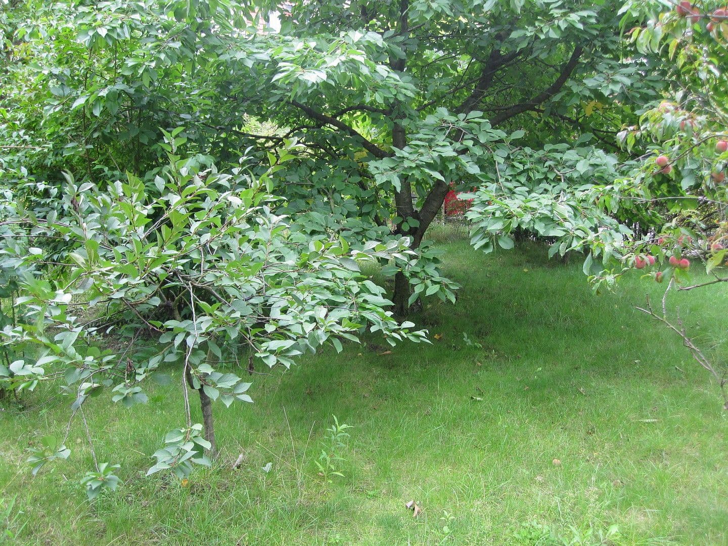 Pronájem bytu 3+1 64 m², Prenzlau, Braniborsko Pronájem bytu 3+1 64 m², Prenzlau, Braniborsko