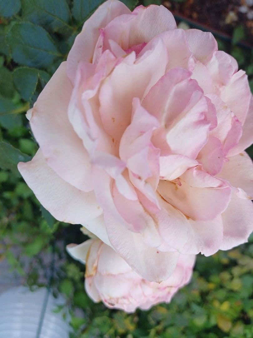 Prodej domu 204 m², pozemek 1.400 m², Leipzig, Sasko Prodej domu 204 m², pozemek 1.400 m², Leipzig, Sasko