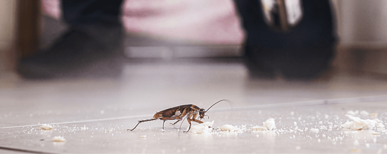 Odhalte brouky v bytě včas + tipy, jak je vyhubit.
