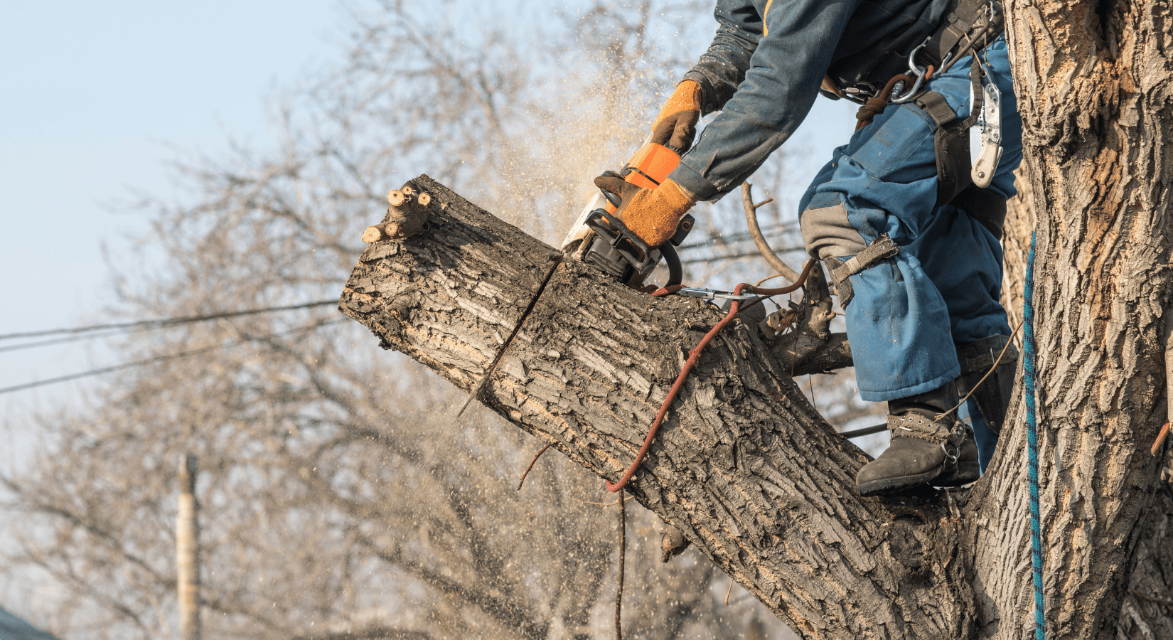 Kácení stromů bez povolení vás může stát až 100 000 korun. Víte, co (ne)smíte na vlastní zahradě?