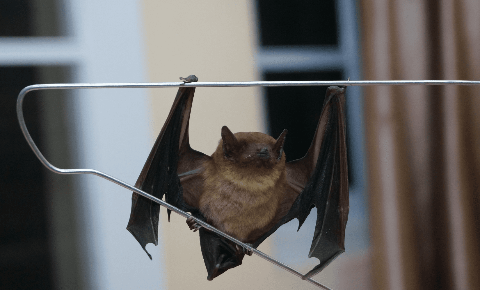 Netopýr jako nevítaný návštěvník: Jak postupovat, když ho objevíte u sebe doma