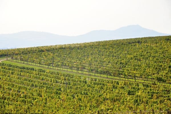 Prodej pozemku 2.219 m², Němčičky Prodej pozemku 2.219 m², Němčičky