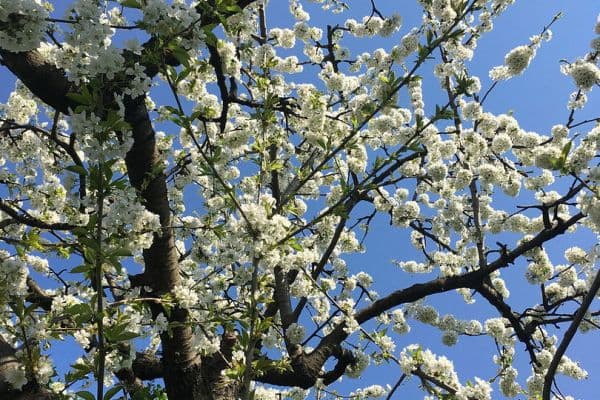 Prodej domu 126 m², pozemek 500 m², Berlin, Berlín Prodej domu 126 m², pozemek 500 m², Berlin, Berlín