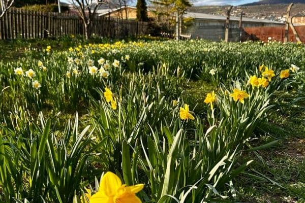 Prodej pozemku 888 m², Prodej pozemku 888 m²,