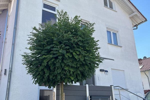 Prodej domu 232 m², pozemek 321 m², Bindweidring 1, Karben, Hessen Prodej domu 232 m², pozemek 321 m², Bindweidring 1, Karben, Hessen