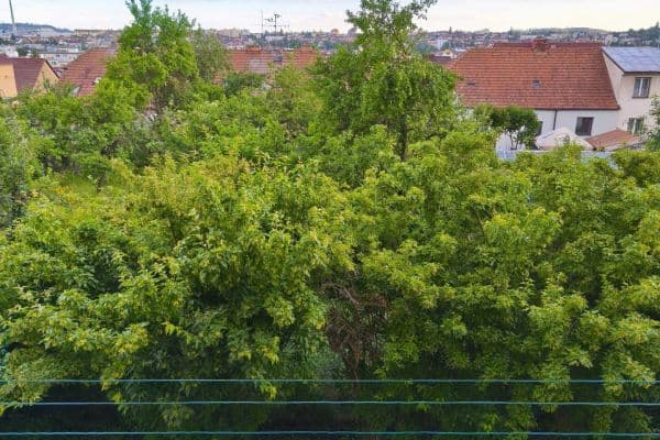 Prodej bytu 2+1 60 m², Mládežnická, Třebíč, Kraj Vysočina Prodej bytu 2+1 60 m², Mládežnická, Třebíč, Kraj Vysočina