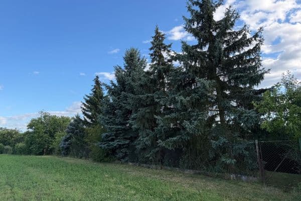 Prodej chaty, chalupy 800 m², pozemek 799 m², 298, Dobruška Prodej chaty, chalupy 800 m², pozemek 799 m², 298, Dobruška