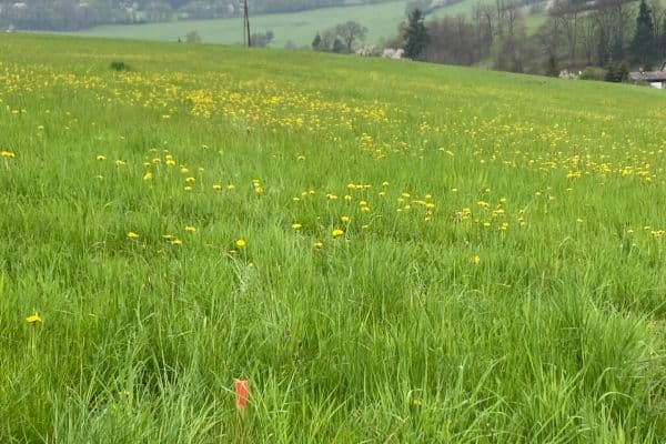 Prodej pozemku 2.000 m², Čaková Prodej pozemku 2.000 m², Čaková