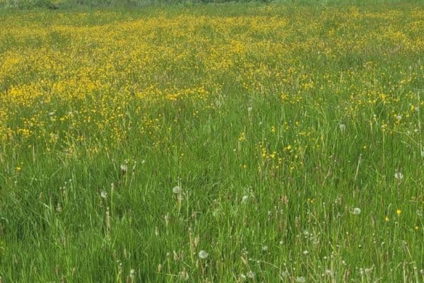 Prodej pozemku 1.349 m², Tojice Prodej pozemku 1.349 m², Tojice