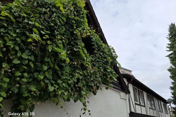 Prodej domu 473 m², pozemek 408 m², Grünstadt Prodej domu 473 m², pozemek 408 m², Grünstadt