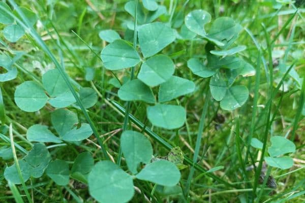 Prodej pozemku 500 m², Berlin Prodej pozemku 500 m², Berlin