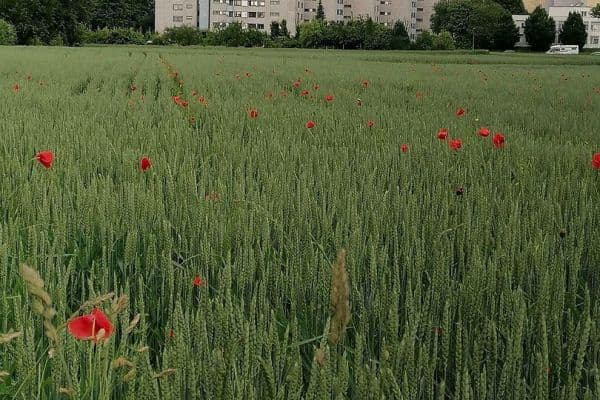 Prodej bytu 3+kk 95 m², Stuttgart - Möhringen Prodej bytu 3+kk 95 m², Stuttgart - Möhringen