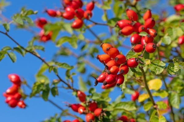 Pronájem bytu 25 m², Na struze, Olomouc Pronájem bytu 25 m², Na struze, Olomouc