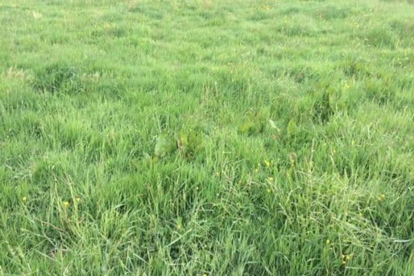 Prodej pozemku 7.600 m², Leipzig Prodej pozemku 7.600 m², Leipzig