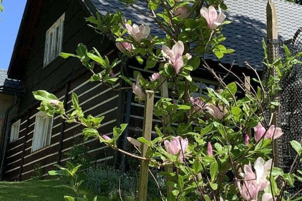 Pronájem chaty, chalupy, Sedloňov Pronájem chaty, chalupy, Sedloňov