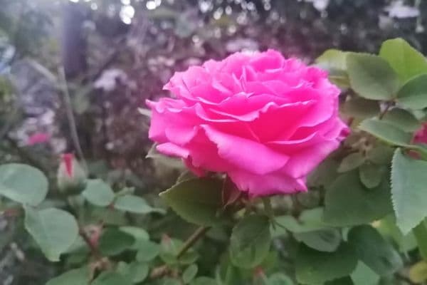 Prodej domu 150 m², pozemek 539 m², Knittelsheim Prodej domu 150 m², pozemek 539 m², Knittelsheim