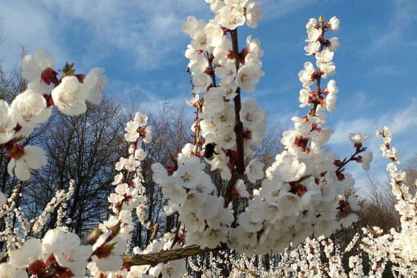 Prodej pozemku 5.300 m², KG Pömling, Emmersdorf Prodej pozemku 5.300 m², KG Pömling, Emmersdorf