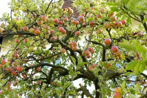 Pronájem bytu 2+1 80 m², Berlin, Berlín Pronájem bytu 2+1 80 m², Berlin, Berlín