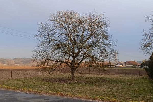 Prodej pozemku 1.008 m², Mnichovo Hradiště Prodej pozemku 1.008 m², Mnichovo Hradiště