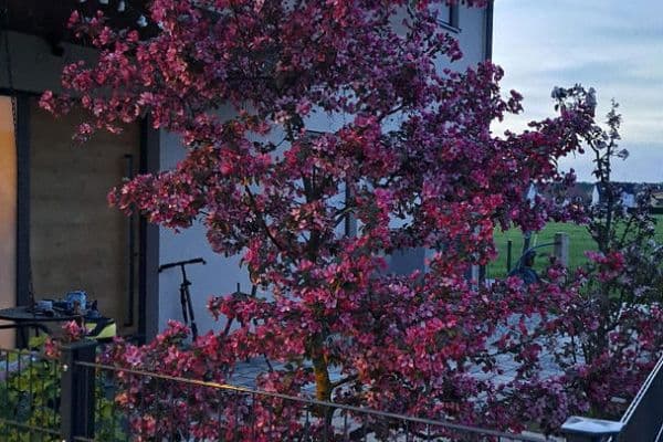 Prodej domu 178 m², pozemek 680 m², Langensendelbach Prodej domu 178 m², pozemek 680 m², Langensendelbach