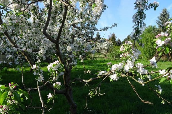 Prodej pozemku 4.340 m², Biesenthal Prodej pozemku 4.340 m², Biesenthal